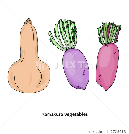 鎌倉野菜のイラスト バターナッツスクワッシュや紫大根など地産地消素 鎌倉野菜のイラスト バターナッツスクワッシュや紫大根など地産地消素 142728618