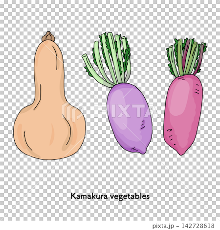 鎌倉野菜のイラスト バターナッツスクワッシュや紫大根など地産地消素 鎌倉野菜のイラスト バターナッツスクワッシュや紫大根など地産地消素 142728618