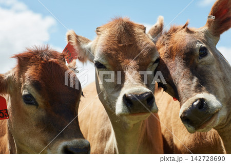 Cattle, agriculture and cows on farm with sustainable livestock for dairy production in summer. Animals, face and healthy herd for beef farming, industry and outdoor on Texas ranch in countryside 142728690