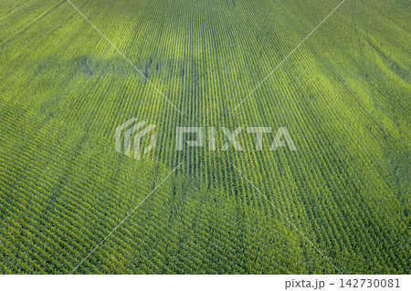 background and texture of corn field in central MIssouri, aerial view in a middle of summer background and texture of corn field in central MIssouri, aerial view in a middle of summer 142730081