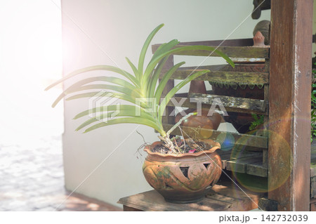 front view green plant in old brown clay pot on wooden table, outdoors during bright daylight, nature, object, decor, copy space front view green plant in old brown clay pot on wooden table, outdoors during bright daylight, nature, object, decor, copy space 142732039