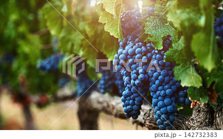 Nature, bunch of grapes and vineyard with sunshine, farming and harvest with quality control, environment and plants. Fruit, outdoor or wellness with agriculture, produce or sustainability with leafs 142732383