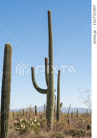 Saguaro cactus arms reaching towards clear blue sky, Saguaro National Park Saguaro cactus arms reaching towards clear blue sky, Saguaro National Park 142732907