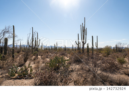Sun-drenched Saguaro desert in Saguaro National Park, Arizona Sun-drenched Saguaro desert in Saguaro National Park, Arizona 142732924