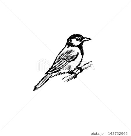 Bird on branch sketch, hand drawn sparrow perched on twig with detailed feather texture. Wildlife animal doodle art, nature study ink drawing, small songbird avian creature black white graphic Bird on branch sketch, hand drawn sparrow perched on twig with detailed feather texture. Wildlife animal doodle art, nature study ink drawing, small songbird avian creature black white graphic 142732963