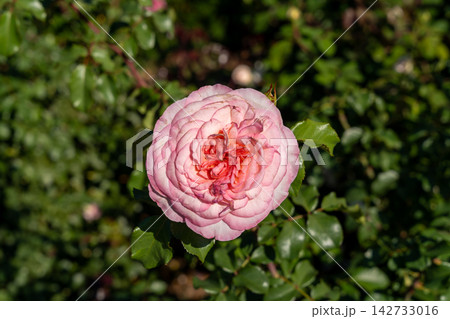 Beautiful Savannah Hybrid Tea Rose Blooms Brightly in Sunlit Garden Setting. 142733016