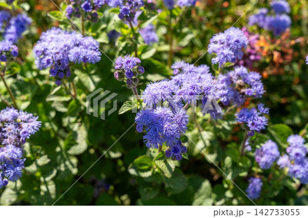 Vibrant Bluemink or Ageratum houstonianum Flowers in Full Bloom on a Sunny Day. Vibrant Bluemink or Ageratum houstonianum Flowers in Full Bloom on a Sunny Day. 142733055