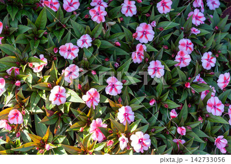 SunPatiens Compact Red Candy Flowers in Full Bloom with Lush Green Foliage. SunPatiens Compact Red Candy Flowers in Full Bloom with Lush Green Foliage. 142733056
