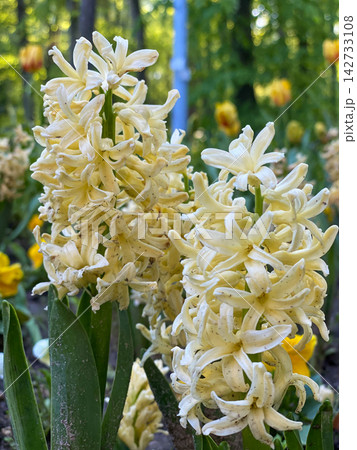Cream Hyacinth Flowers in Spring Garden 142733108