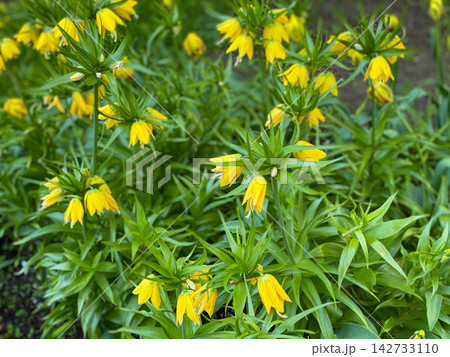 Yellow Crown Imperial Flowers Blooming Yellow Crown Imperial Flowers Blooming 142733110