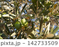 Green olives growing on olive tree branch in sunny Mediterranean grove, close up 142733509