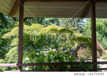 Lush Japanese garden viewed from an open-air pavilion 142733567