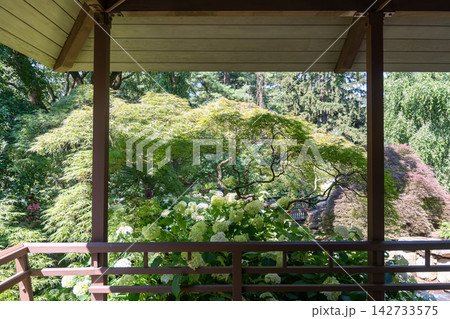 Lush Japanese garden viewed from an open-air pavilion 142733575