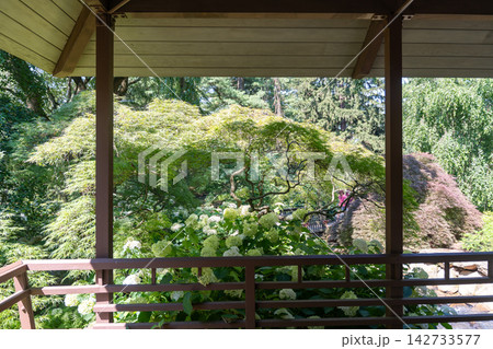 Lush Japanese garden viewed from an open-air pavilion 142733577