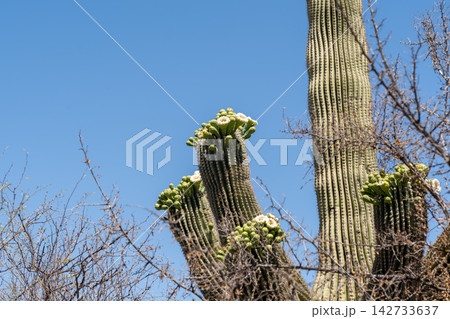 Blooming Saguaro cactus arms in Saguaro National Park, Arizona Blooming Saguaro cactus arms in Saguaro National Park, Arizona 142733637