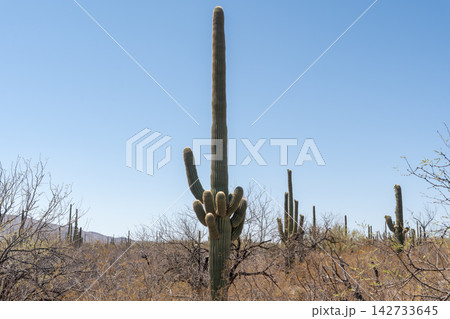 Blooming Saguaro cactus arms in Saguaro National Park, Arizona 142733645