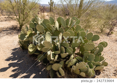 Prickly pear cactus in sunlit Saguaro National Park, Arizona Prickly pear cactus in sunlit Saguaro National Park, Arizona 142733664