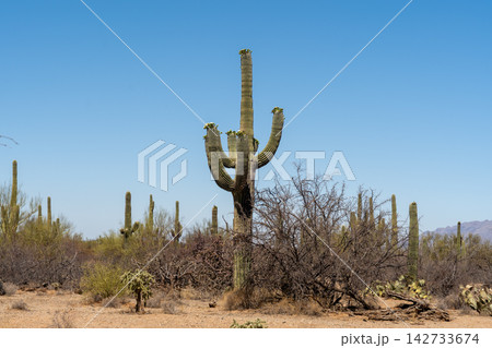 Blooming Saguaro cactus in desert landscape, Saguaro National Park Blooming Saguaro cactus in desert landscape, Saguaro National Park 142733674