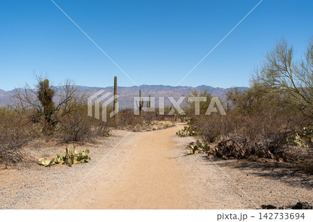 Hiking trail with Saguaro cacti, Saguaro National Park, Arizona Hiking trail with Saguaro cacti, Saguaro National Park, Arizona 142733694