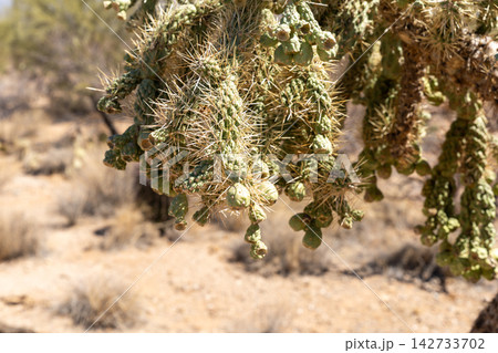 Cholla cactus with green fruit in Saguaro National Park Cholla cactus with green fruit in Saguaro National Park 142733702