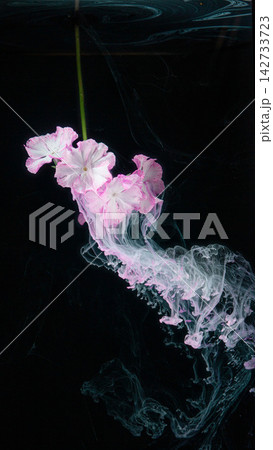Pink phlox cluster sinking into dark water with swirling white inklike trails and soft petals Pink phlox cluster sinking into dark water with swirling white inklike trails and soft petals 142733723