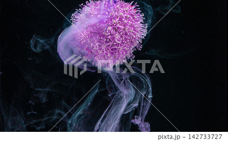 Closeup of purple spherical flower head releasing wispy smoke against black background Closeup of purple spherical flower head releasing wispy smoke against black background 142733727