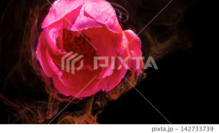 Closeup of vibrant pink peony petal layers with swirling colored smoke on black background 142733739