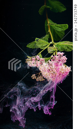 Pink spirea blossom suspended over dark background with swirling magenta ink and smoke Pink spirea blossom suspended over dark background with swirling magenta ink and smoke 142733749