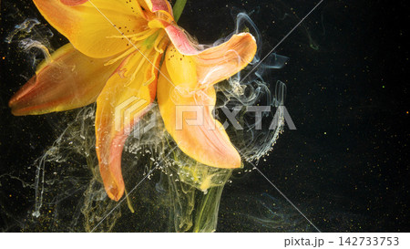 Closeup yellow orange lily petal detail with swirling translucent ink and glitter on black background Closeup yellow orange lily petal detail with swirling translucent ink and glitter on black background 142733753