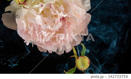 Closeup pink peony blossom with unopened bud and smoky blue macro floral still life 142733759