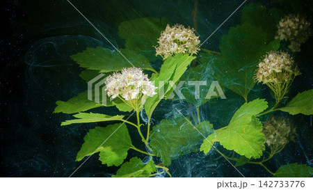 White spirea flower clusters with green leaves against dark textured background closeup 142733776