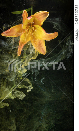 Yellow orange lily flower suspended in dark liquid with swirling pigment and glowing particles on black background 142733782
