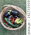 カゴに入れた新鮮な夏野菜の収穫/Fresh Summer  Vegetables in a Bas 142733939