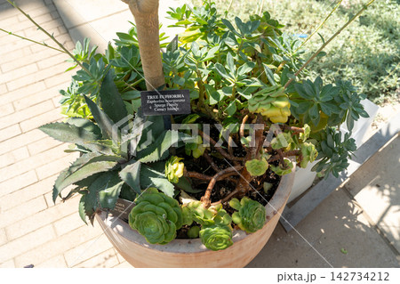 Succulent and agave plant arrangement in a terracotta pot 142734212