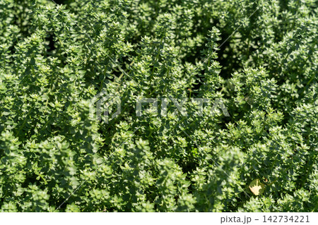 Lush green herb plant ground cover in a sunlit garden Lush green herb plant ground cover in a sunlit garden 142734221