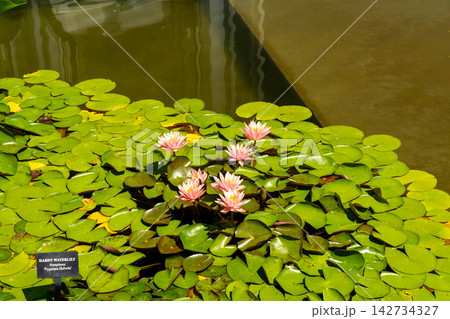 Colorful water lilies blooming in a modern conservatory pond Colorful water lilies blooming in a modern conservatory pond 142734327
