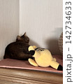飼い猫の可愛いキジトラ 142734633