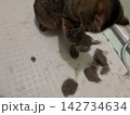 可愛いキジトラのお風呂で遊ぶ 142734634