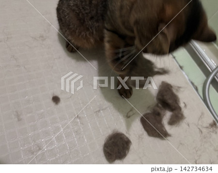 可愛いキジトラのお風呂で遊ぶ 142734634