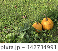 畑で実った二つのオレンジ色のかぼちゃ 2 142734991