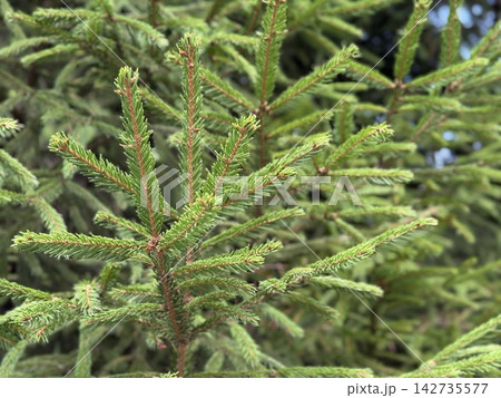 Young spruce tree branches with fresh green needles filling natural woodland background Young spruce tree branches with fresh green needles filling natural woodland background 142735577