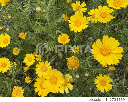 Yellow daisy flowers blooming among feathery green foliage in a dense natural garden background 142735589