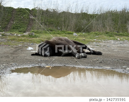 Homeless dog resting beside muddy puddle on rough ground near overgrown vegetation and litter Homeless dog resting beside muddy puddle on rough ground near overgrown vegetation and litter 142735591