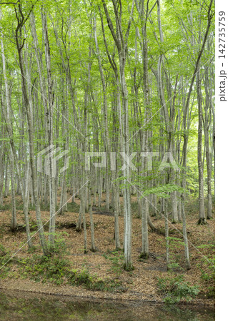 新緑のブナ林 新緑のブナ林 142735759