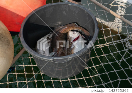 Bucket of fresh catch including cod on catamaran deck during fishing trip in Kamchatka. Sea travel, marine adventure, recreational angling, fishing tourism and outdoor journey. Bucket of fresh catch including cod on catamaran deck during fishing trip in Kamchatka. Sea travel, marine adventure, recreational angling, fishing tourism and outdoor journey. 142735865