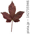 Red Maple Leaf Isolated on White Background 142735946