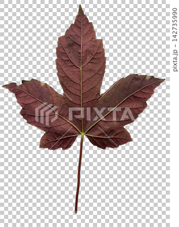 Red Maple Leaf Isolated on White Background 142735990