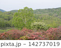 レンゲツツジの花と新緑 142737019