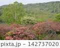 レンゲツツジの花と新緑 142737020