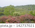 レンゲツツジの花と新緑 142737021